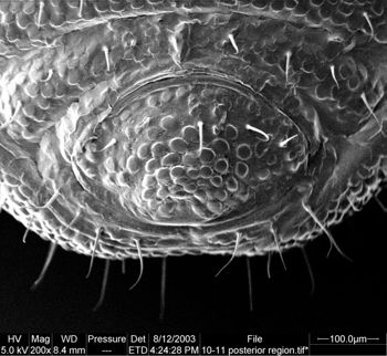 Media type: image;   Invertebrate Zoology 134645